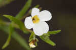 Branched hedgehyssop